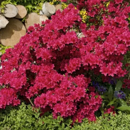 Azalea 'Johanna' 1pc U.S.D.A. Hardiness Zones 6-8 National Plant Network 2.25gal image {1}