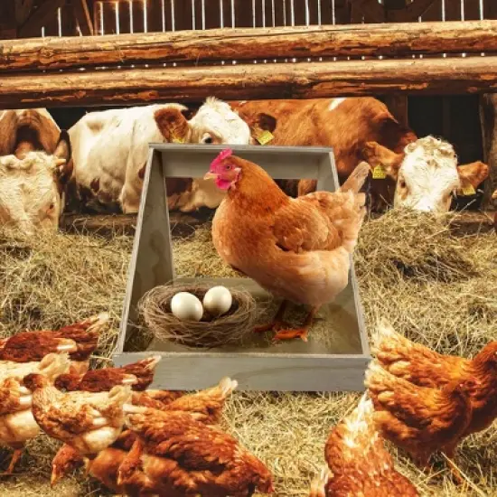 Farm Innovators Single Compartment Versatile Hand Crafted Fully Assembled Wood Nesting Box Coop Ideal for Chicken, Ducks, and Birds, 3 Pack, Brown image {5}