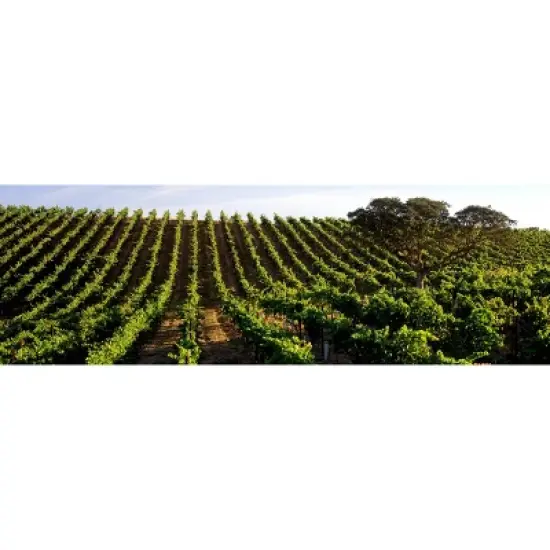 La Marca Prosecco Sparkling Wine - 375ml Half Bottle image {3}