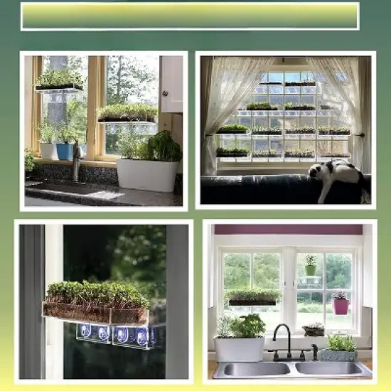 Window Garden Microgreen Organic Sunflower 3 Pack Refill image {1}