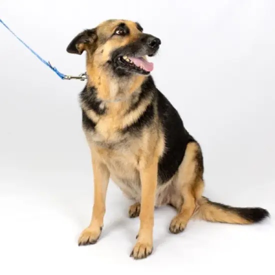 Country Brook Petz Deluxe Mermaid Scales Dog Collar - Made In The U.S.A. (1 Inch, Large) image {2}