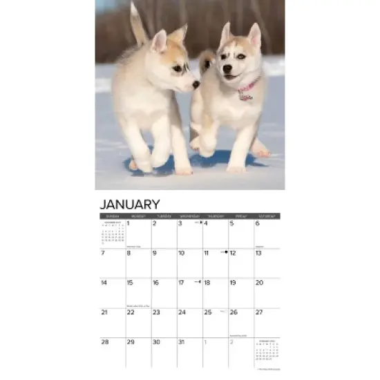 Willow Creek Press 2024 Wall Calendar 12"x12" Puppy Playmates image {2}