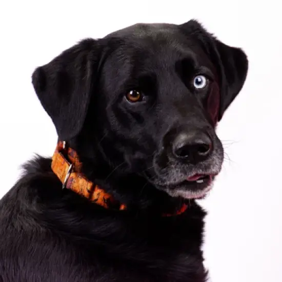 Country Brook Petz Orange Sunset Camo Martingale Dog Collar and Leash image {5}