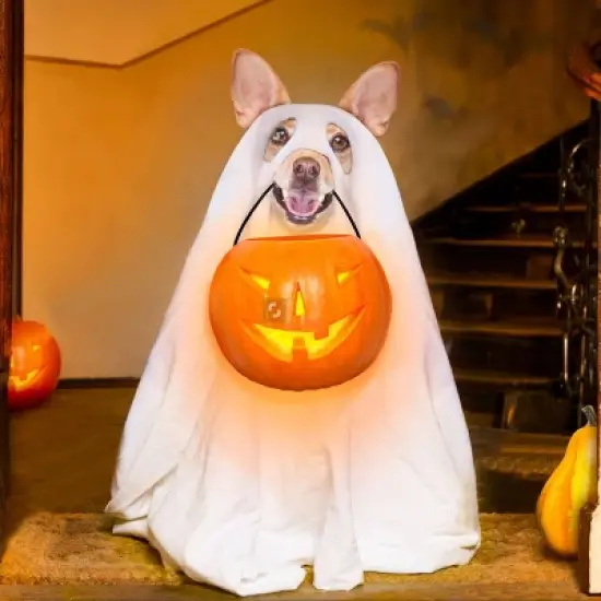 Milk-Bone Halloween Spooky Biscuits Flavored Dog Treats - 24oz image {2}