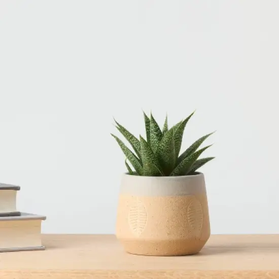 Falling Leaves Live Houseplant - Good Little Garden&trade; image {3}