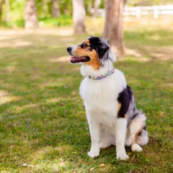 Country Brook Petz 1 1/2 Inch Yellow Boho Mandala Martingale Dog Collar image {2}
