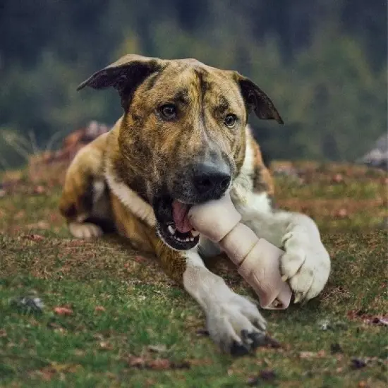 Cadet 4-5 Inch Rawhide Knotted Bones (1 lb Pack) image {1}