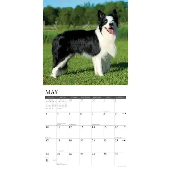 Willow Creek Press 2026 Border Collies Wall Calendar image {2}