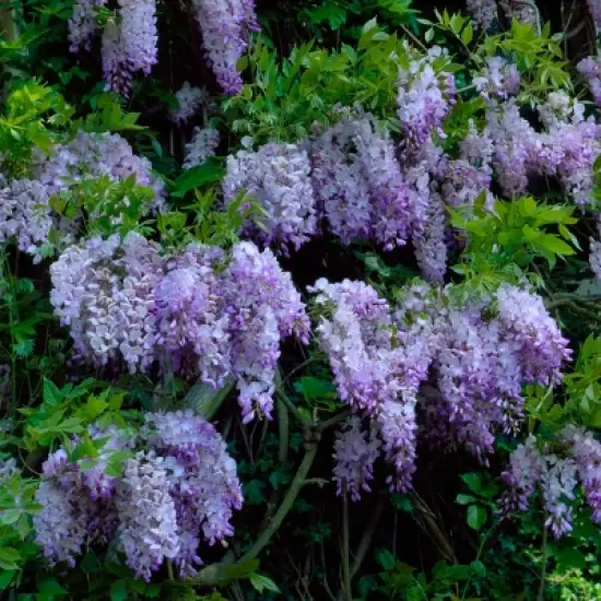Wisteria 'Amethyst Falls' 1pc U.S.D.A. Hardiness Zones 5-9 National Plant Network 2.5qt image {2}