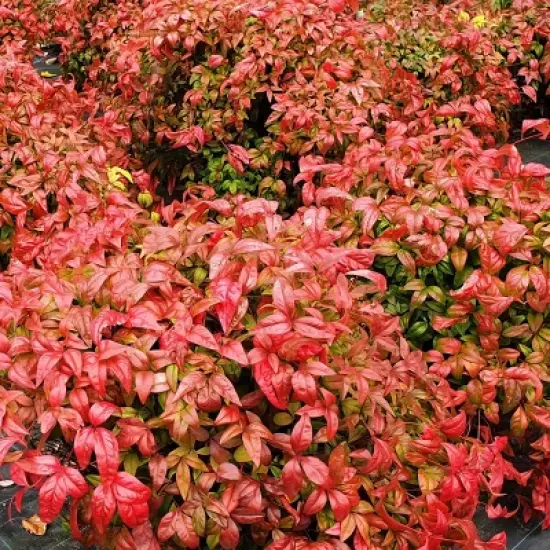 National Plant Network Outdoor Live Fire Power Nandina Plant - 1ct 1gal image {10}