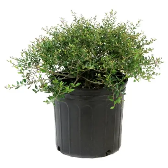 Holly Dwarf Yaupon 1pc - National Plant Network U.S.D.A Hardiness Zone 7-11 - 2.5 Quart image {1}