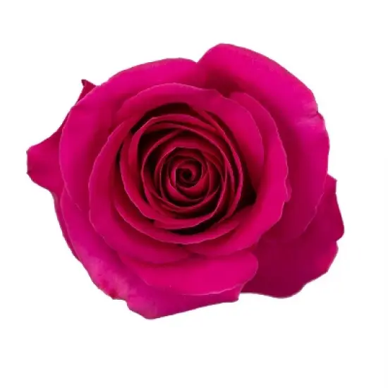 Fresh Cut Roses - 100 Stems image {3}