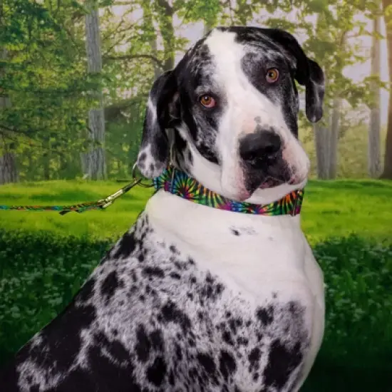 Country Brook Petz Tie Dye Stripes Martingale Dog Collar image {8}