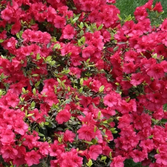 2.25gal Girard Crimson Azalea Plant with Red Blooms - National Plant Network image {2}