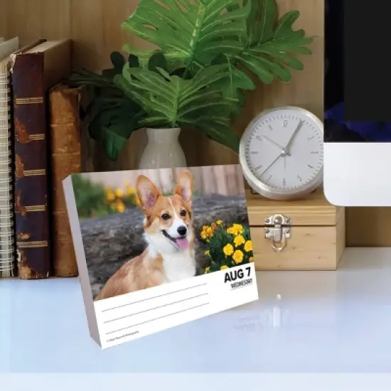 Willow Creek Press 2024 Daily Desk Calendar 5.2"x6.2" Corgis image {3}