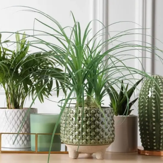 National Plant Network Live Indoor 6" Ponytail Palm Plant image {5}