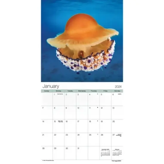 Trends International Inc. 2023-24 Wall Calendar 12"x12" Ocean Life image {1}