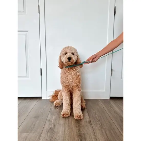 Midlee 4 Foot Dog Kennel Slip Lead Heavy Duty Nylon Pack of 10 image {5}