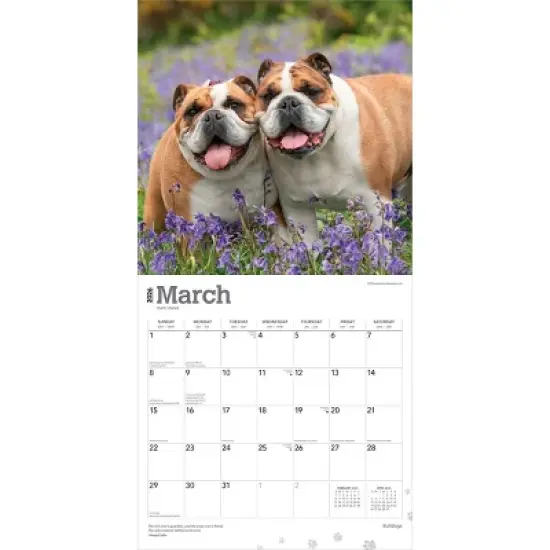 BrownTrout Bulldogs 2026 12"x24" Hanging Square Wall Calendar Plastic-Free image {2}