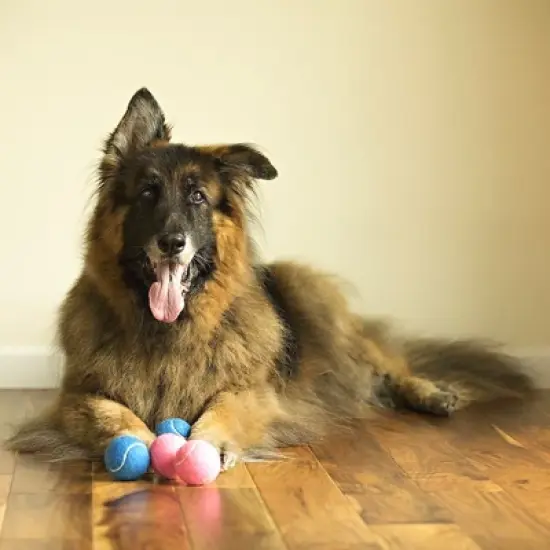 Midlee Happy Birthday Dog Tennis Balls (6 Pack) (Regular, Pink) image {1}