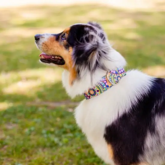 Country Brook Petz 1 1/2 Inch Deluxe Yellow Boho Mandala Dog Collar image {2}