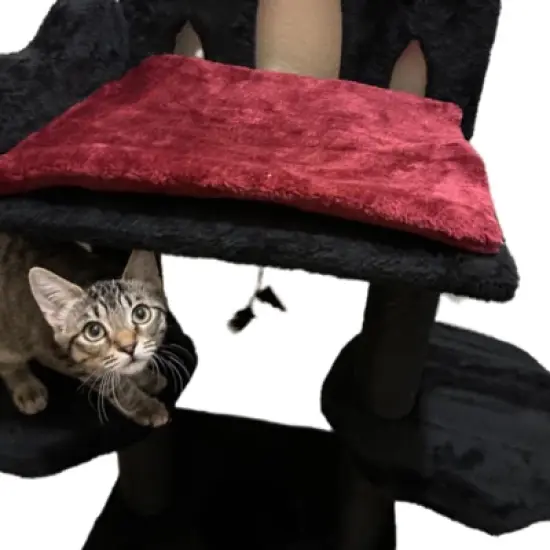 SEVOBAL Pet Tower Gothic Style Halloween Themed with Coffin Bed, Spooky House, Scratching Posts for Cats Play, Rest, Black, 17.32"*10.63"*14.57" image {4}