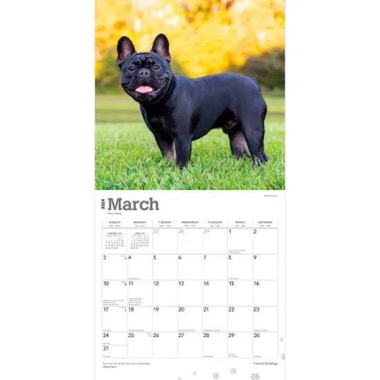 Browntrout 2024 Wall Calendar 12"x12" French Bulldogs image {2}