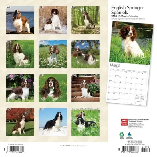 Browntrout 2024 Wall Calendar 12"x12" English Springer Spaniels image {1}