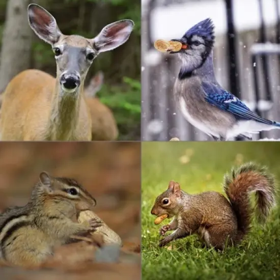 Wingfield Farm Virginia In-Shell Peanuts, Feed Wild Animals, 25 Pound Bag image {4}