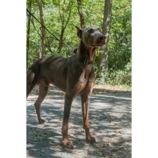 Country Brook Design Martingale Heavyduty Nylon Dog Collar image {1}