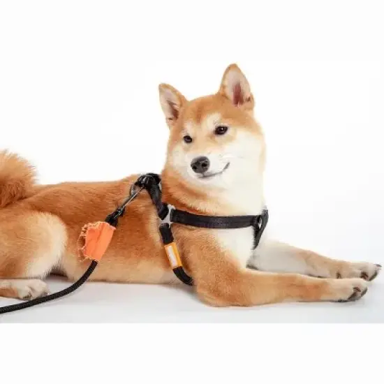 Racxily 2-in-1 Durable Nylon Dog Harness and Leash, with Soft Padded Handle,Escape Proof and Quick Fit to Adjust Dog Harness image {3}