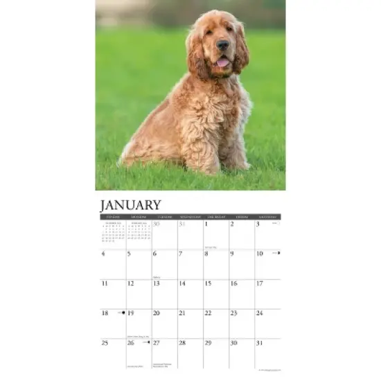 Willow Creek Press 2026 Cocker Spaniels Wall Calendar image {2}