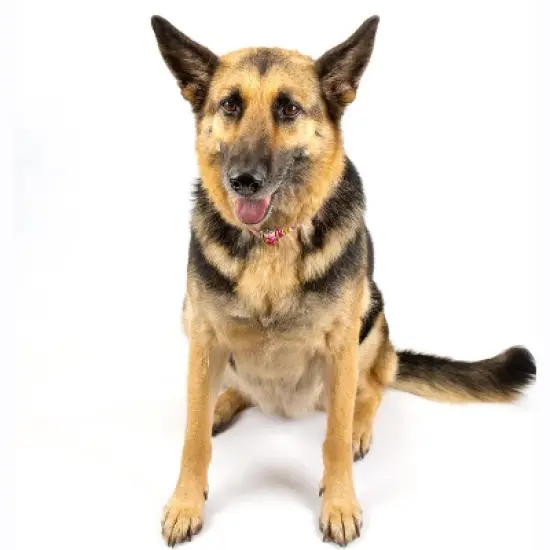 Country Brook Petz Premium Pink Paisley Dog Collar image {5}