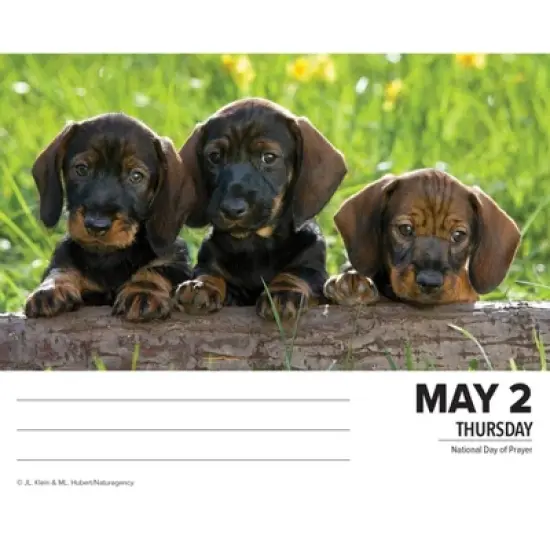 Willow Creek Press 2024 Daily Desk Calendar 5.2"x6.2" Dachshunds image {2}