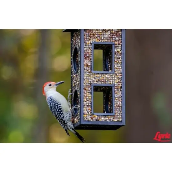 Lyric Woodpecker Wild Bird Seed for Outside Feeders, Shelled, No Waste Bird Seed with Nuts & Dried Fruit, 5 lb Bag image {7}