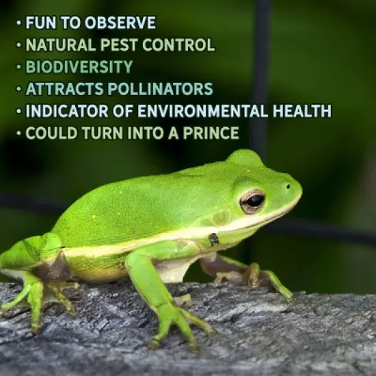 Uncle Dunkels Tree Frog House, Outdoor Tree Frog Habitat, Handmade in the USA image {6}