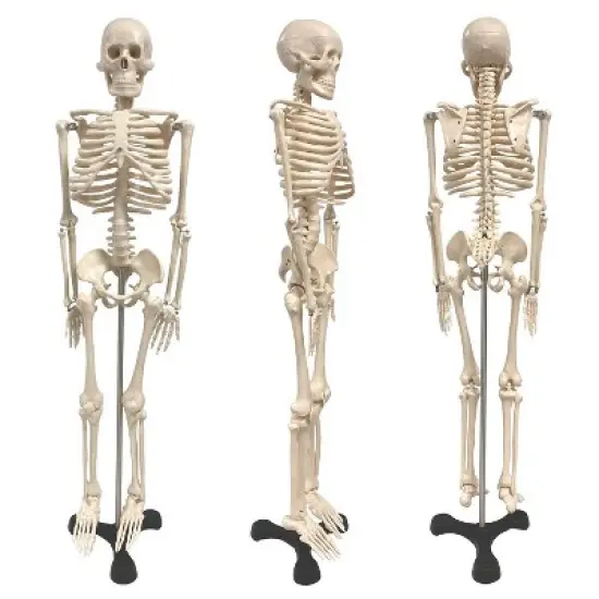 Supertek Human Skeleton Model with Key, 34" image {1}