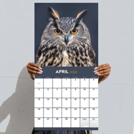 TF Publishing 13.5"x14.5" 2026 Owls Wall Calendar image {3}