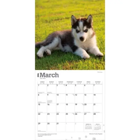 BrownTrout Siberian Husky Puppies 2026 12"x24" Hanging Square Wall Calendar Plastic-Free image {2}