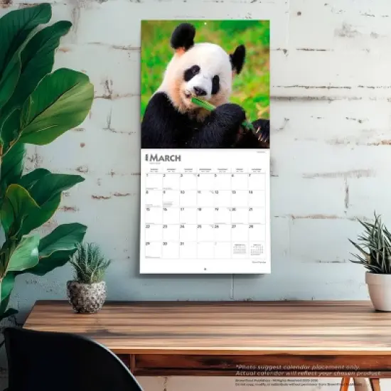 BrownTrout Giant Pandas 2026 12"x24" Hanging Square Wall Calendar Plastic-Free image {4}