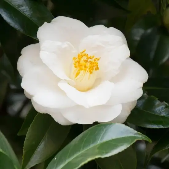 2.5qt Mine No Yuki Camellia Sasanqua Plant with White Blooms - National Plant Network image {3}