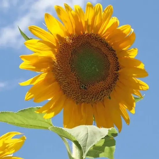 Back to the Roots 5pk Organic USA Flower Seeds image {4}