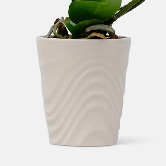 Live 5" Wave Orchid Potted Plant (Colors May Vary) - Good Little Garden&trade; image {3}