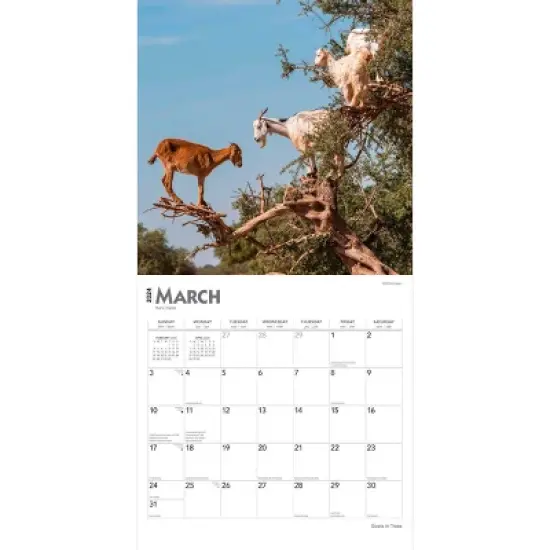 Browntrout 2024 Wall Calendar 12"x12" Goats in Trees image {2}