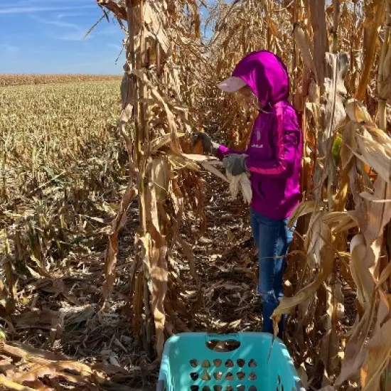 Free Day Popping Ear Non-GMO Yellow Un-Popped Popcorn - Pack of 6 - Popcorn on the Cob image {7}