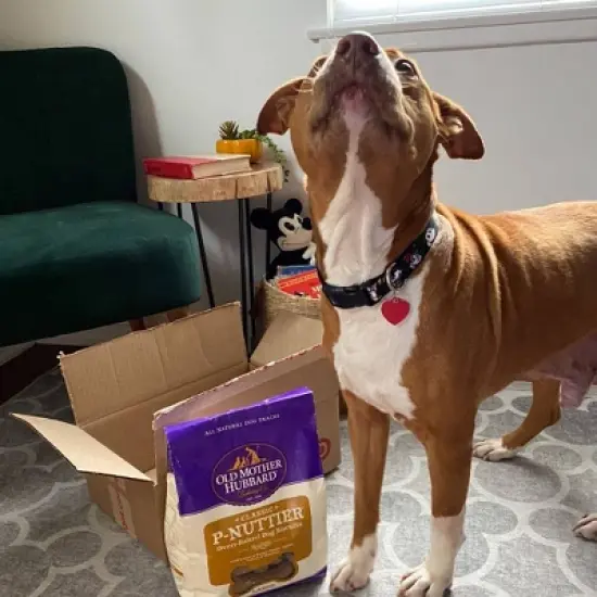 Old Mother Hubbard by Wellness Classic Crunchy  P-Nuttier with Apple, Peanut Butter and Carrot Biscuits Large Oven Baked Dog Treats image {5}