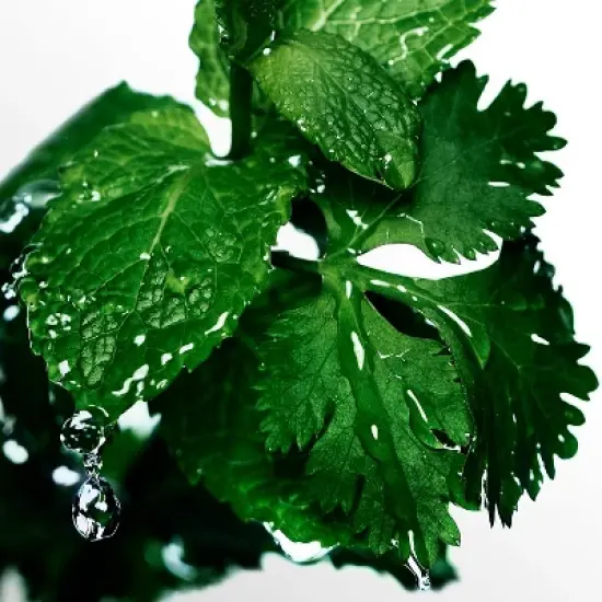 Davidoff Cool Water Eau de Toilette &ndash; Aromatic Men's Cologne &ndash; With Notes of Coriander, Mint, Lavender & Amber &ndash; Long Lasting Fragrance image {6}