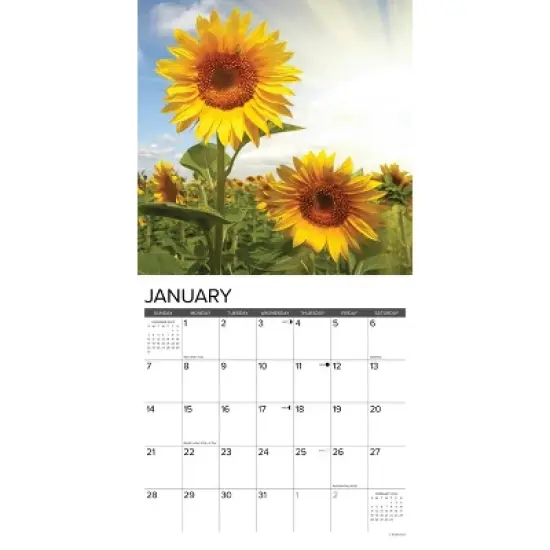 Willow Creek Press 2024 Wall Calendar 12"x12" Sunflowers image {2}