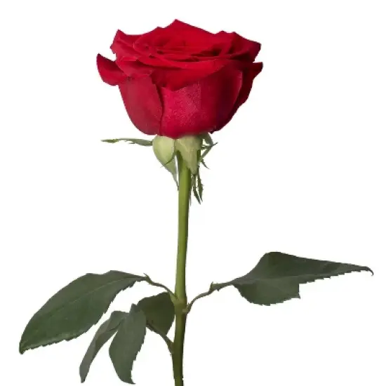 Fresh Cut 50-stem Red Roses image {4}