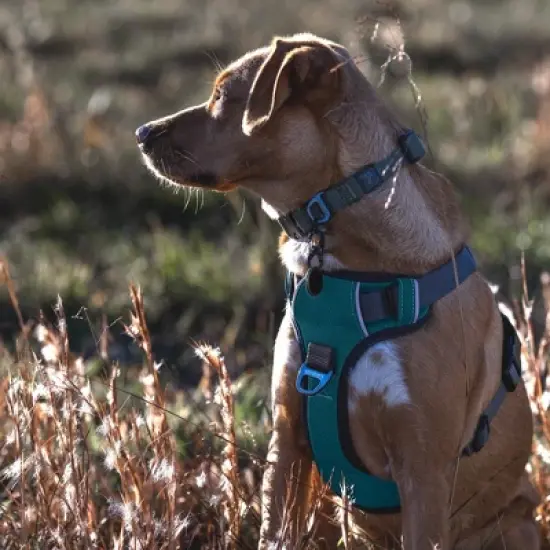 Embark Harness Co. Adventure No Pull Dog Harness image {7}